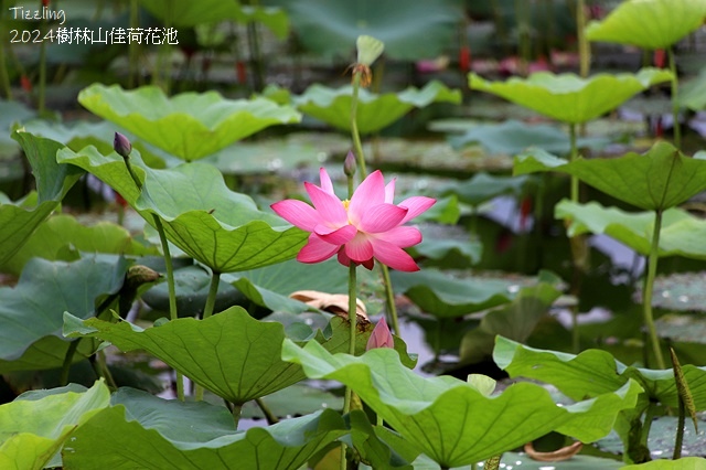 2025樹林山佳荷花池,05/13即時花況🌸|2024樹林山