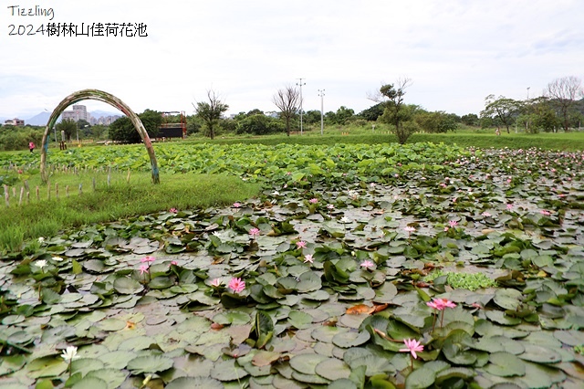 2025樹林山佳荷花池,05/13即時花況🌸|2024樹林山