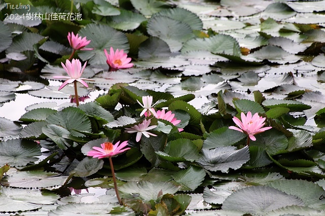 2025樹林山佳荷花池,05/13即時花況🌸|2024樹林山