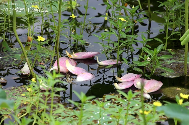 2025樹林山佳荷花池,05/13即時花況🌸|2024樹林山