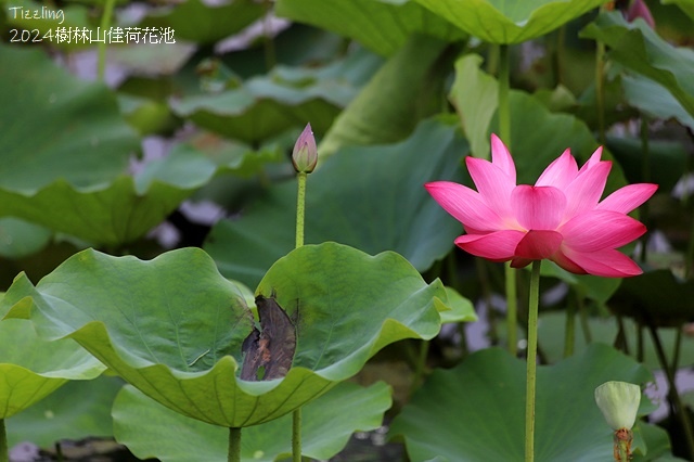 2025樹林山佳荷花池,05/13即時花況🌸|2024樹林山