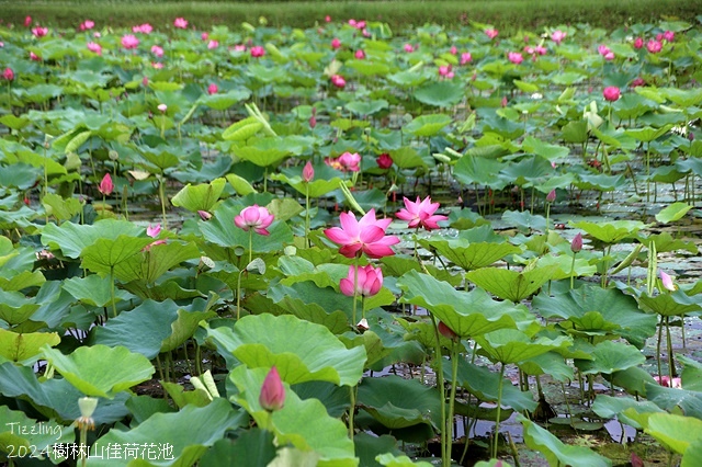 2025樹林山佳荷花池,05/13即時花況🌸|2024樹林山