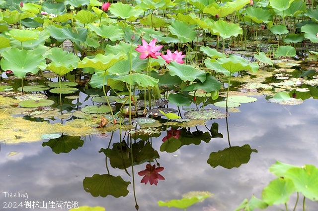2025樹林山佳荷花池,05/13即時花況🌸|2024樹林山
