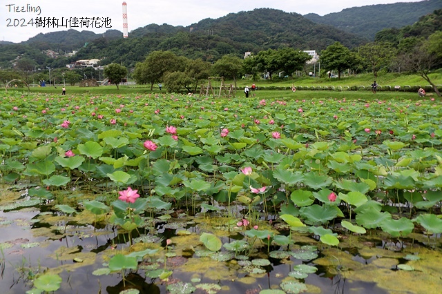 2025樹林山佳荷花池,05/13即時花況🌸|2024樹林山