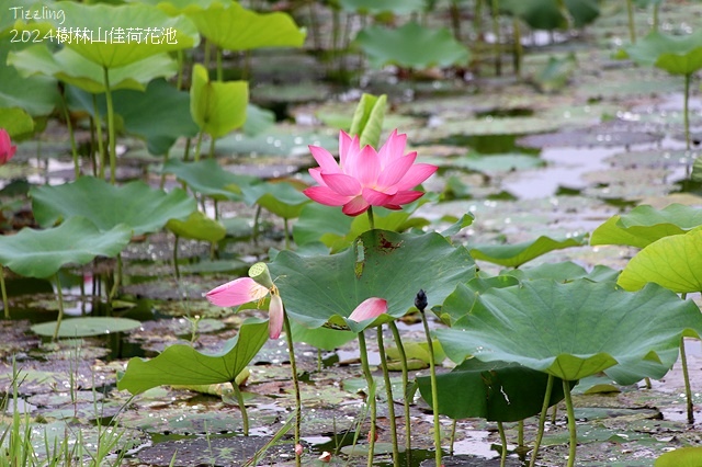 2025樹林山佳荷花池,05/13即時花況🌸|2024樹林山