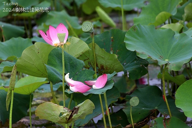 2025樹林山佳荷花池,05/13即時花況🌸|2024樹林山