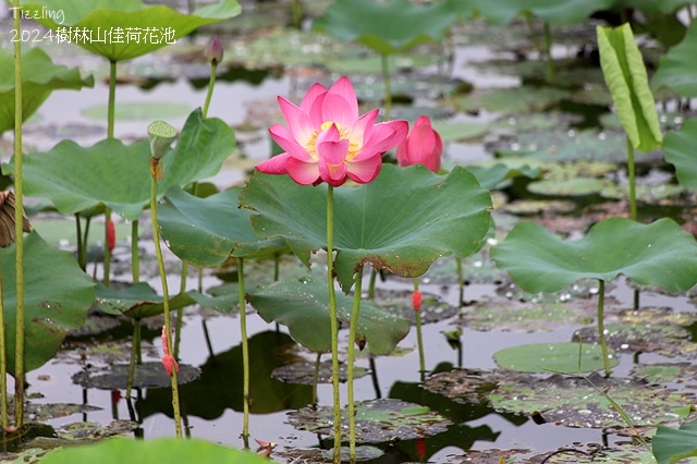 2025樹林山佳荷花池,05/13即時花況🌸|2024樹林山