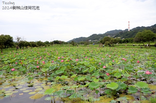 2025樹林山佳荷花池,05/13即時花況🌸|2024樹林山