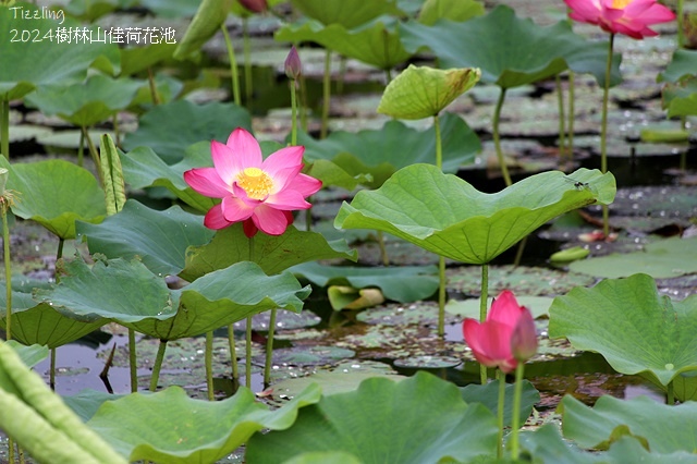 2025樹林山佳荷花池,05/13即時花況🌸|2024樹林山