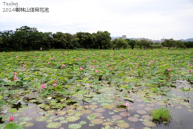 2025樹林山佳荷花池,05/13即時花況🌸|2024樹林山
