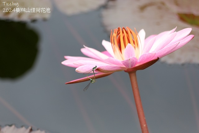 2025樹林山佳荷花池,05/13即時花況🌸|2024樹林山