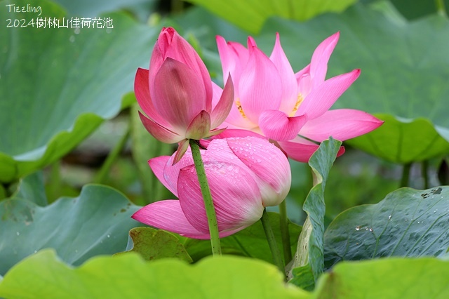 2025樹林山佳荷花池,05/13即時花況🌸|2024樹林山