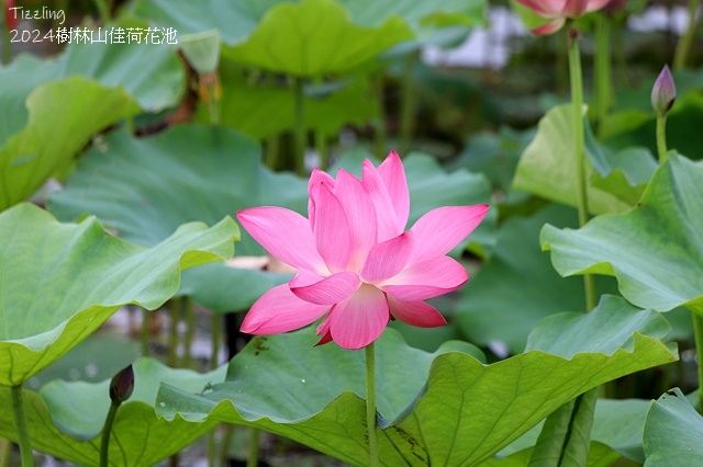 2025樹林山佳荷花池,05/13即時花況🌸|2024樹林山