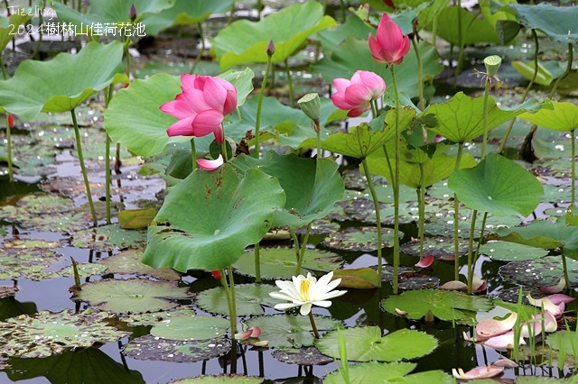 2025樹林山佳荷花池,05/13即時花況🌸|2024樹林山