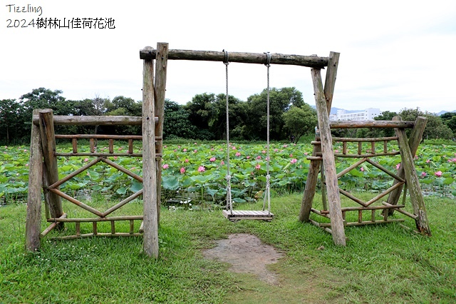 2025樹林山佳荷花池,05/13即時花況🌸|2024樹林山