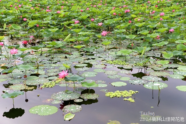 2025樹林山佳荷花池,05/13即時花況🌸|2024樹林山