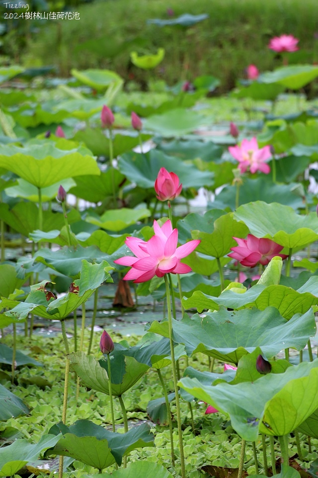 2025樹林山佳荷花池,05/13即時花況🌸|2024樹林山