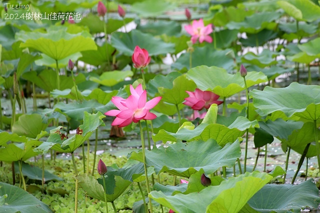 2025樹林山佳荷花池,05/13即時花況🌸|2024樹林山