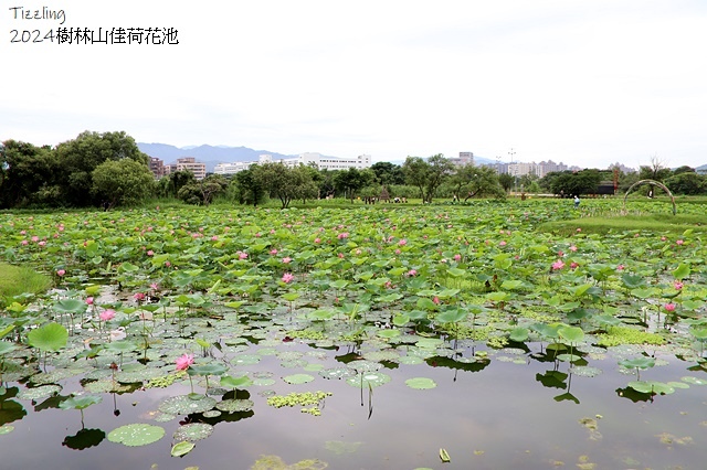 2025樹林山佳荷花池,05/13即時花況🌸|2024樹林山