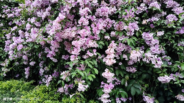 2024新北泰山蒜香藤花季🌸楓樹河濱公園活動日期:202 2024新北泰山蒜香藤花季🌸楓樹河濱公園活動日期:202