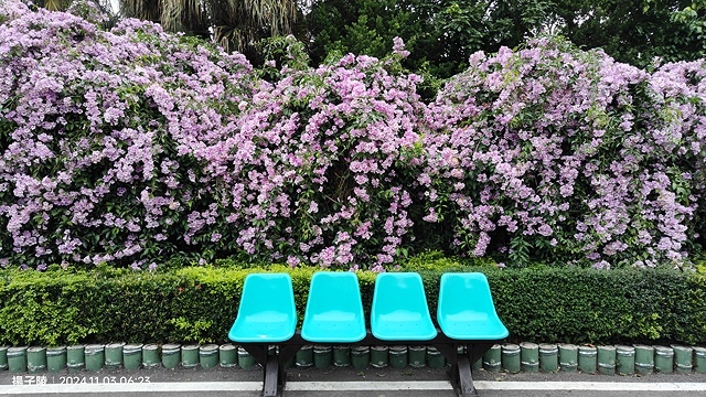 2024新北泰山蒜香藤花季🌸楓樹河濱公園活動日期:202 2024新北泰山蒜香藤花季🌸楓樹河濱公園活動日期:202