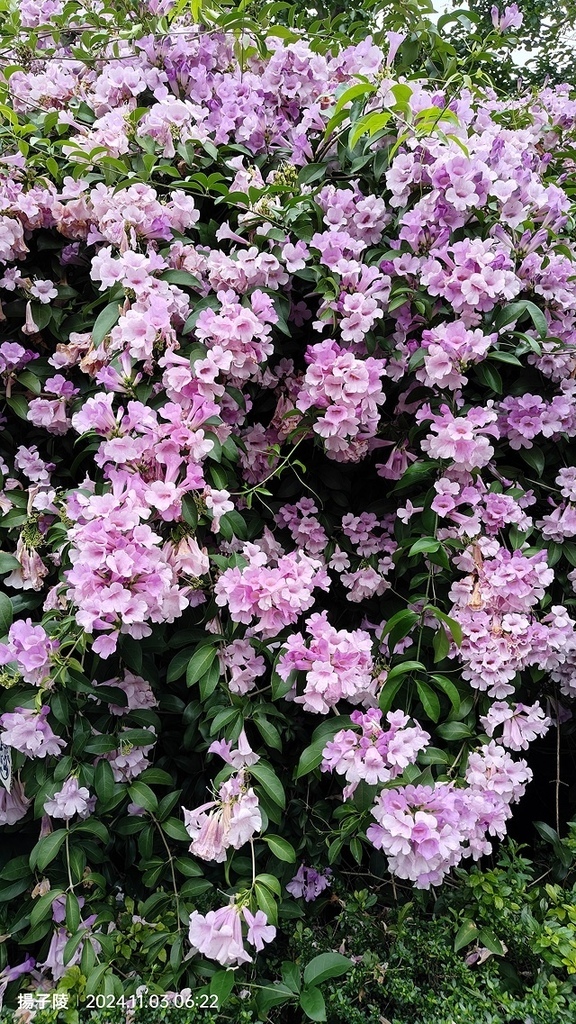 2024新北泰山蒜香藤花季🌸楓樹河濱公園活動日期:202 2024新北泰山蒜香藤花季🌸楓樹河濱公園活動日期:202