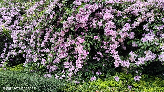 2024新北泰山蒜香藤花季🌸楓樹河濱公園活動日期:202 2024新北泰山蒜香藤花季🌸楓樹河濱公園活動日期:202