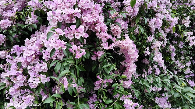 2024新北泰山蒜香藤花季🌸楓樹河濱公園活動日期:202 2024新北泰山蒜香藤花季🌸楓樹河濱公園活動日期:202