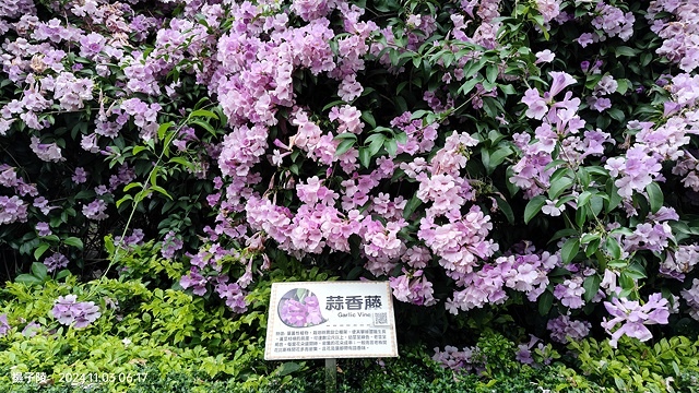 2024新北泰山蒜香藤花季🌸楓樹河濱公園活動日期:202 2024新北泰山蒜香藤花季🌸楓樹河濱公園活動日期:202