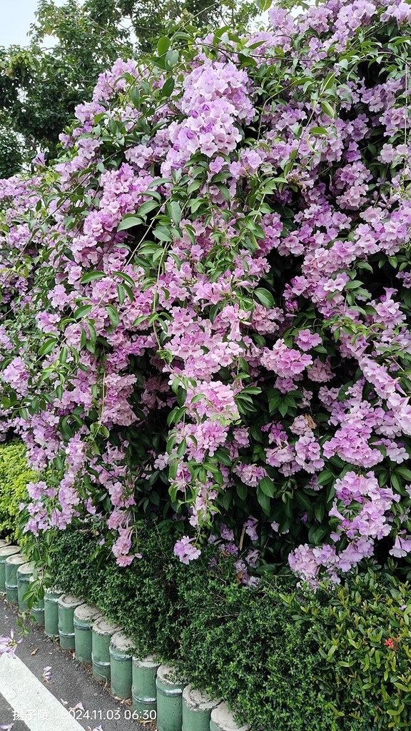 2024新北泰山蒜香藤花季🌸楓樹河濱公園活動日期:202 2024新北泰山蒜香藤花季🌸楓樹河濱公園活動日期:202