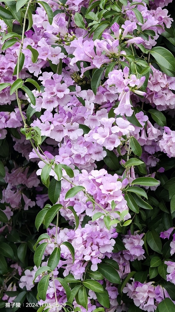 2024新北泰山蒜香藤花季🌸楓樹河濱公園活動日期:202 2024新北泰山蒜香藤花季🌸楓樹河濱公園活動日期:202