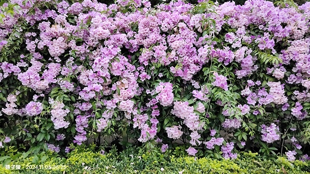 2024新北泰山蒜香藤花季🌸楓樹河濱公園活動日期:202 2024新北泰山蒜香藤花季🌸楓樹河濱公園活動日期:202