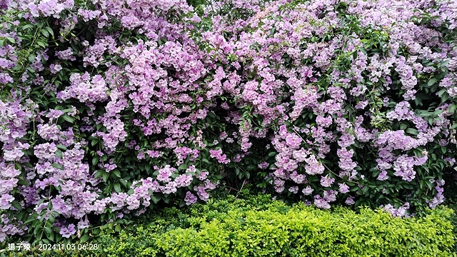 2024新北泰山蒜香藤花季🌸楓樹河濱公園活動日期:202 2024新北泰山蒜香藤花季🌸楓樹河濱公園活動日期:202