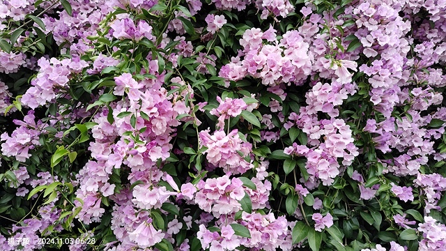 2024新北泰山蒜香藤花季🌸楓樹河濱公園活動日期:202 2024新北泰山蒜香藤花季🌸楓樹河濱公園活動日期:202