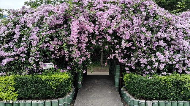 2024新北泰山蒜香藤花季🌸楓樹河濱公園活動日期:202 2024新北泰山蒜香藤花季🌸楓樹河濱公園活動日期:202