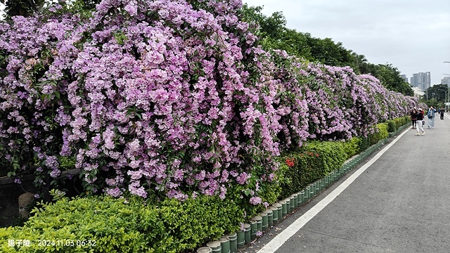 2024新北泰山蒜香藤花季🌸楓樹河濱公園活動日期:202 2024新北泰山蒜香藤花季🌸楓樹河濱公園活動日期:202