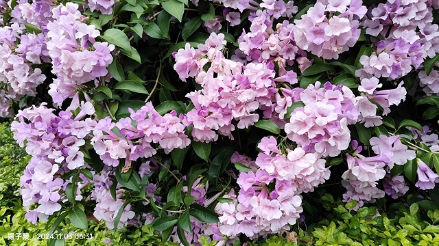 2024新北泰山蒜香藤花季🌸楓樹河濱公園活動日期:202 2024新北泰山蒜香藤花季🌸楓樹河濱公園活動日期:202