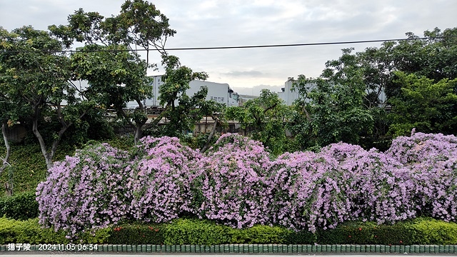 2024新北泰山蒜香藤花季🌸楓樹河濱公園活動日期:202 2024新北泰山蒜香藤花季🌸楓樹河濱公園活動日期:202