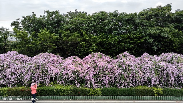 2024新北泰山蒜香藤花季🌸楓樹河濱公園活動日期:202 2024新北泰山蒜香藤花季🌸楓樹河濱公園活動日期:202