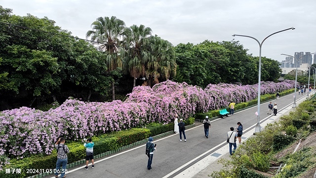 2024新北泰山蒜香藤花季🌸楓樹河濱公園活動日期:202 2024新北泰山蒜香藤花季🌸楓樹河濱公園活動日期:202
