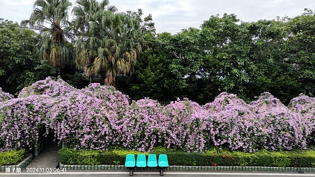 2024新北泰山蒜香藤花季🌸楓樹河濱公園活動日期:202 2024新北泰山蒜香藤花季🌸楓樹河濱公園活動日期:202
