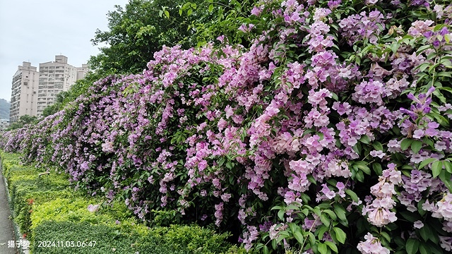 2024新北泰山蒜香藤花季🌸楓樹河濱公園活動日期:202 2024新北泰山蒜香藤花季🌸楓樹河濱公園活動日期:202