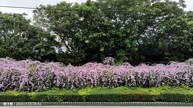 2024新北泰山蒜香藤花季🌸楓樹河濱公園活動日期:202 2024新北泰山蒜香藤花季🌸楓樹河濱公園活動日期:202