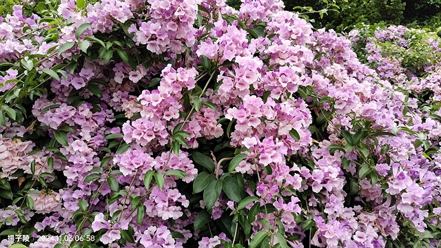 2024新北泰山蒜香藤花季🌸楓樹河濱公園活動日期:202 2024新北泰山蒜香藤花季🌸楓樹河濱公園活動日期:202