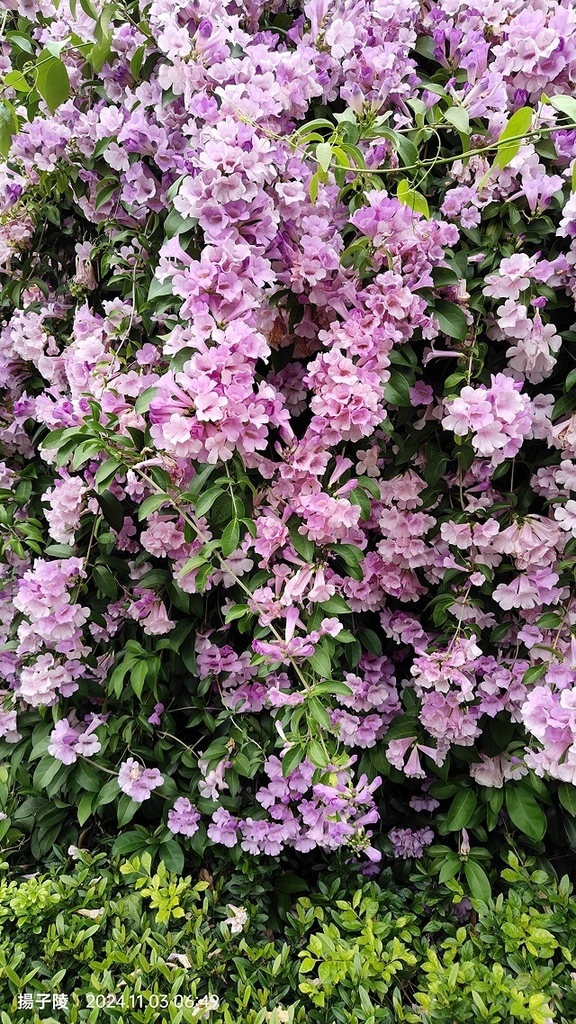 2024新北泰山蒜香藤花季🌸楓樹河濱公園活動日期:202 2024新北泰山蒜香藤花季🌸楓樹河濱公園活動日期:202