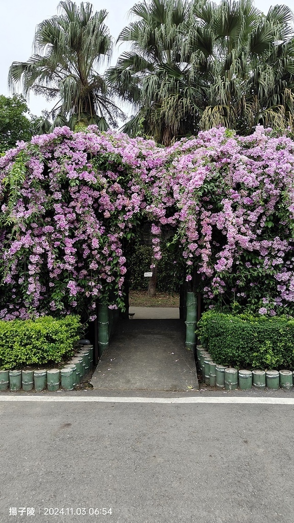 2024新北泰山蒜香藤花季🌸楓樹河濱公園活動日期:202 2024新北泰山蒜香藤花季🌸楓樹河濱公園活動日期:202