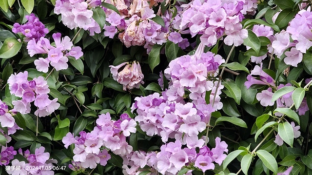 2024新北泰山蒜香藤花季🌸楓樹河濱公園活動日期:202 2024新北泰山蒜香藤花季🌸楓樹河濱公園活動日期:202