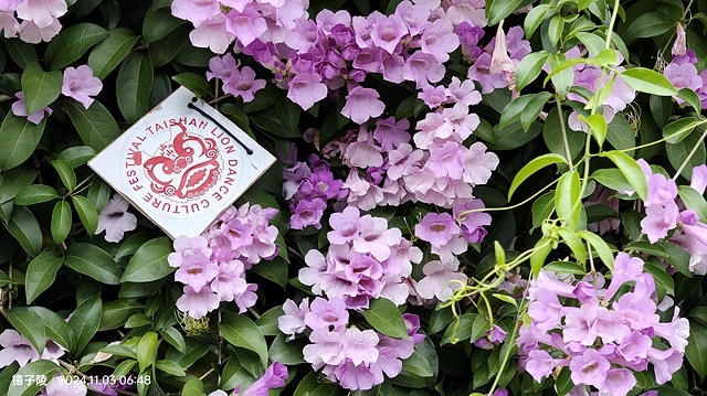 2024新北泰山蒜香藤花季🌸楓樹河濱公園活動日期:202 2024新北泰山蒜香藤花季🌸楓樹河濱公園活動日期:202