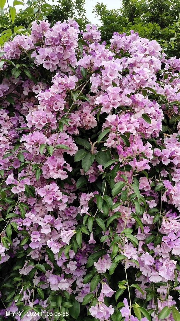 2024新北泰山蒜香藤花季🌸楓樹河濱公園活動日期:202 2024新北泰山蒜香藤花季🌸楓樹河濱公園活動日期:202