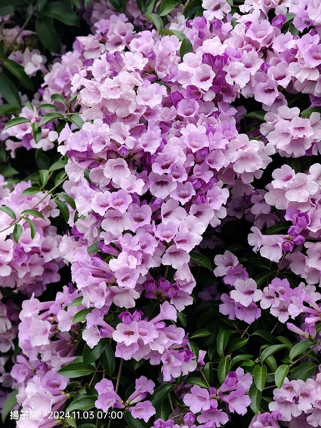 2024新北泰山蒜香藤花季🌸楓樹河濱公園活動日期:202 2024新北泰山蒜香藤花季🌸楓樹河濱公園活動日期:202